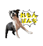 ボステリ★らいれも（個別スタンプ：12）