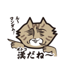 猫好きさんに送る！にゃんだらけスタンプ3（個別スタンプ：11）