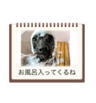 チェイス君のスタンプ（個別スタンプ：7）