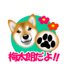 柴犬 梅太朗くんスタンプ！（個別スタンプ：1）