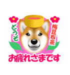 柴犬 梅太朗くんスタンプ！（個別スタンプ：13）