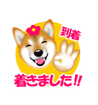 柴犬 梅太朗くんスタンプ！（個別スタンプ：25）