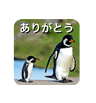 ペンギン penguin（個別スタンプ：1）