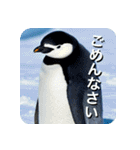 ペンギン penguin（個別スタンプ：2）