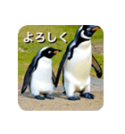 ペンギン penguin（個別スタンプ：3）