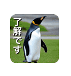 ペンギン penguin（個別スタンプ：4）