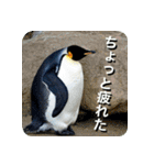 ペンギン penguin（個別スタンプ：10）