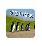 ペンギン penguin（個別スタンプ：11）