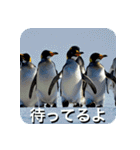 ペンギン penguin（個別スタンプ：12）