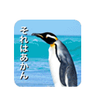 ペンギン penguin（個別スタンプ：15）