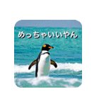 ペンギン penguin（個別スタンプ：16）