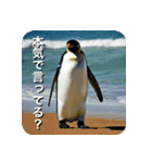 ペンギン penguin（個別スタンプ：17）