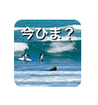 ペンギン penguin（個別スタンプ：18）