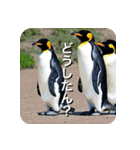 ペンギン penguin（個別スタンプ：19）