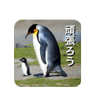 ペンギン penguin（個別スタンプ：20）