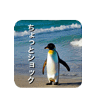 ペンギン penguin（個別スタンプ：21）