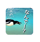 ペンギン penguin（個別スタンプ：24）