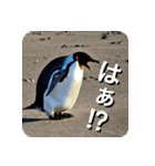 ペンギン penguin（個別スタンプ：26）