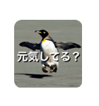 ペンギン penguin（個別スタンプ：28）