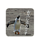 ペンギン penguin（個別スタンプ：31）