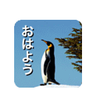 ペンギン penguin（個別スタンプ：36）