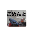 鳥郵票（個別スタンプ：4）
