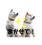 柴犬きーとロック（個別スタンプ：2）