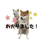 柴犬きーとロック（個別スタンプ：3）