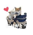 柴犬きーとロック（個別スタンプ：4）