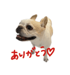 東久留米で一番可愛い犬ピグちゃん（個別スタンプ：9）