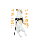 東久留米で一番可愛い犬ピグちゃん（個別スタンプ：32）