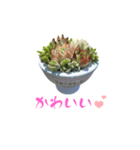 多肉植物スタンプ2（個別スタンプ：1）