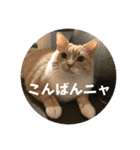 うりっちandきなっち①（個別スタンプ：3）