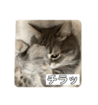 うりっちandきなっち①（個別スタンプ：15）