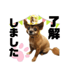 愛犬ちっぷ☆（個別スタンプ：1）