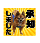 愛犬ちっぷ☆（個別スタンプ：2）