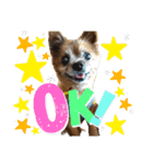 愛犬ちっぷ☆（個別スタンプ：3）