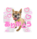 愛犬ちっぷ☆（個別スタンプ：4）