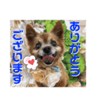 愛犬ちっぷ☆（個別スタンプ：5）
