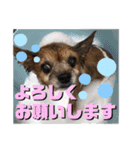 愛犬ちっぷ☆（個別スタンプ：6）
