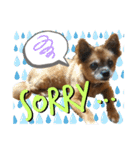 愛犬ちっぷ☆（個別スタンプ：7）