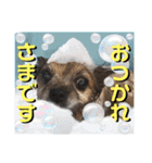 愛犬ちっぷ☆（個別スタンプ：8）