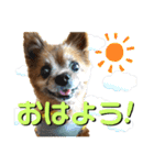 愛犬ちっぷ☆（個別スタンプ：9）