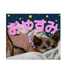 愛犬ちっぷ☆（個別スタンプ：10）