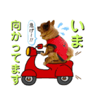愛犬ちっぷ☆（個別スタンプ：11）