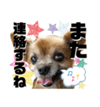 愛犬ちっぷ☆（個別スタンプ：12）