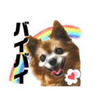 愛犬ちっぷ☆（個別スタンプ：13）