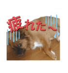 愛犬ちっぷ☆（個別スタンプ：14）