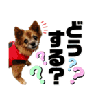 愛犬ちっぷ☆（個別スタンプ：15）
