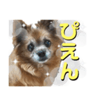 愛犬ちっぷ☆（個別スタンプ：16）